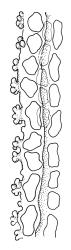 Sclerodontium pallidum, upper margin of branch leaf showing papillae. Drawn from J.E. Beever 22-64, CHR 104668.
 Image: R.C. Wagstaff © Landcare Research 2018 